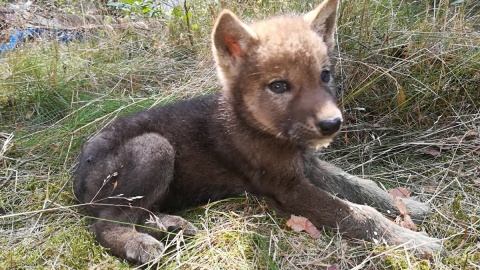 Małą wilczycę znalazła na trawie przed domkiem letniskowym