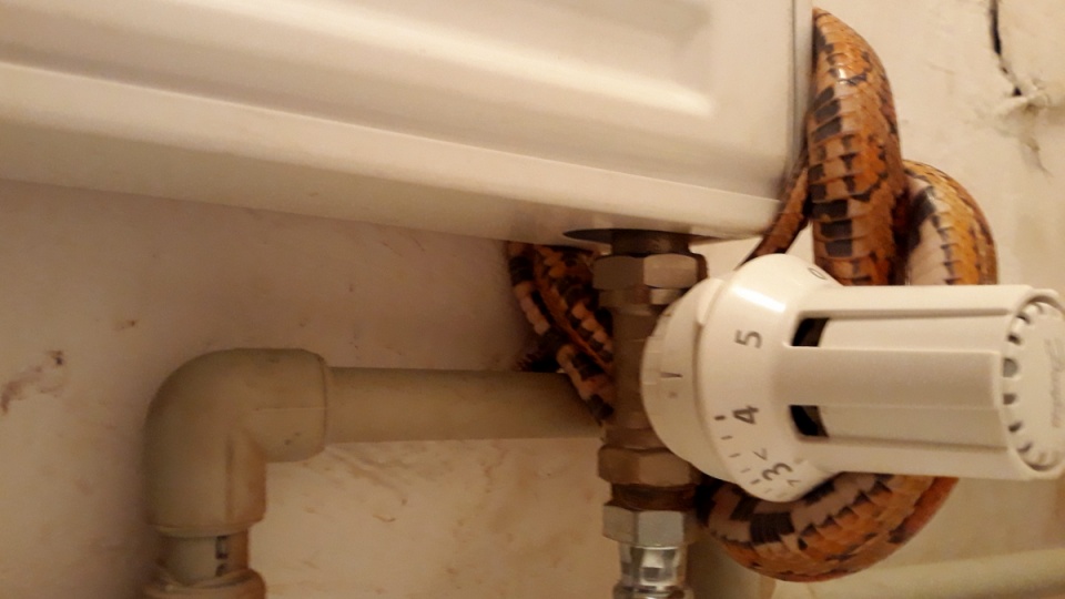 Wąż o długości ok. dwóch metrów ulokował się w toalecie jednego ze sklepów w Grudziądzu. Marcin Doliński
